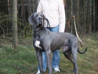 /album/fotogalerie-fremde-zuchtruden1/thyson-iii-jpg1/